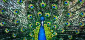 Peacock-Fonds