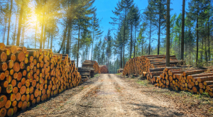 Bau- und Renovierungsboom: Jetzt wird das Holz knapp