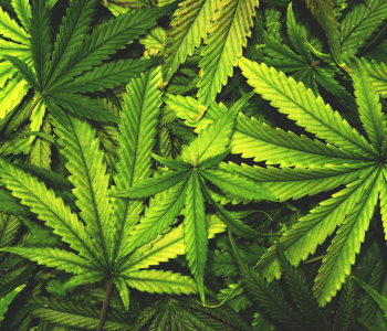 Cannabis in den USA legal