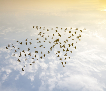 Vogelschwarm fliegt über der Wolkendecke gegen die Sonne in Pfeilformation. 