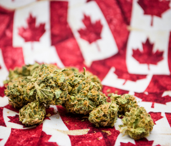 Kanadas Cannabis-Produzenten wollen nach Deutschland exportieren. 