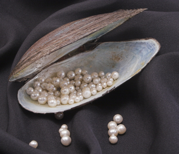 Dutzende Perlen liegen im Inneren einer Muschel