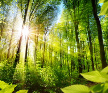 Sonnenstrahlen fallen durch einen Blätterwald 